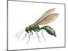 Cuckoo Wasp (Chrysididae), Insects-Encyclopaedia Britannica-Mounted Poster