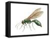 Cuckoo Wasp (Chrysididae), Insects-Encyclopaedia Britannica-Framed Stretched Canvas