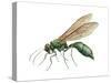 Cuckoo Wasp (Chrysididae), Insects-Encyclopaedia Britannica-Stretched Canvas