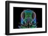 Cuckoo Wasp-Donald Jusa-Framed Photographic Print