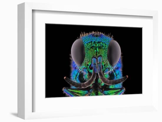 Cuckoo Wasp-Donald Jusa-Framed Photographic Print