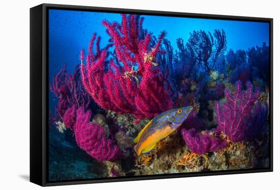 Cuckoo wrasse male in front of Red sea fan, Croatia-Franco Banfi-Framed Stretched Canvas