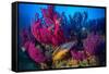 Cuckoo wrasse male in front of Red sea fan, Croatia-Franco Banfi-Framed Stretched Canvas