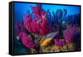 Cuckoo wrasse male in front of Red sea fan, Croatia-Franco Banfi-Framed Stretched Canvas