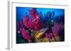 Cuckoo wrasse male in front of Red sea fan, Croatia-Franco Banfi-Framed Photographic Print