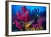 Cuckoo wrasse male in front of Red sea fan, Croatia-Franco Banfi-Framed Photographic Print