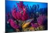 Cuckoo wrasse male in front of Red sea fan, Croatia-Franco Banfi-Mounted Photographic Print