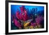 Cuckoo wrasse male in front of Red sea fan, Croatia-Franco Banfi-Framed Photographic Print