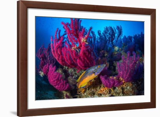 Cuckoo wrasse male in front of Red sea fan, Croatia-Franco Banfi-Framed Photographic Print