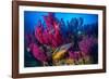 Cuckoo wrasse male in front of Red sea fan, Croatia-Franco Banfi-Framed Photographic Print