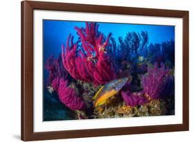 Cuckoo wrasse male in front of Red sea fan, Croatia-Franco Banfi-Framed Photographic Print