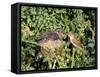 Cuckoo Young in Nest Being Fed by Reed Warbler-null-Framed Stretched Canvas