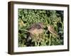 Cuckoo Young in Nest Being Fed by Reed Warbler-null-Framed Photographic Print