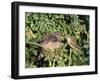 Cuckoo Young in Nest Being Fed by Reed Warbler-null-Framed Photographic Print