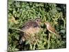 Cuckoo Young in Nest Being Fed by Reed Warbler-null-Mounted Photographic Print