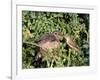 Cuckoo Young in Nest Being Fed by Reed Warbler-null-Framed Photographic Print