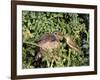 Cuckoo Young in Nest Being Fed by Reed Warbler-null-Framed Photographic Print