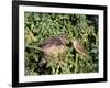 Cuckoo Young in Nest Being Fed by Reed Warbler-null-Framed Photographic Print