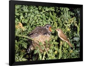 Cuckoo Young in Nest Being Fed by Reed Warbler-null-Framed Photographic Print