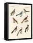 Cuckoos from Various Countries-null-Framed Stretched Canvas
