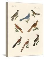 Cuckoos from Various Countries-null-Stretched Canvas