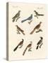 Cuckoos from Various Countries-null-Stretched Canvas