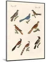 Cuckoos from Various Countries-null-Mounted Giclee Print