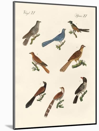 Cuckoos from Various Countries-null-Mounted Giclee Print