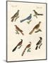 Cuckoos from Various Countries-null-Mounted Giclee Print