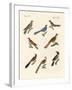 Cuckoos from Various Countries-null-Framed Giclee Print