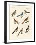 Cuckoos from Various Countries-null-Framed Giclee Print