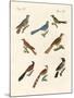 Cuckoos from Various Countries-null-Mounted Giclee Print