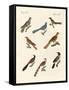 Cuckoos from Various Countries-null-Framed Stretched Canvas