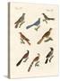 Cuckoos from Various Countries-null-Stretched Canvas