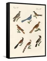 Cuckoos from Various Countries-null-Framed Stretched Canvas