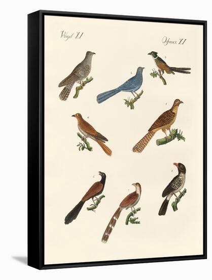 Cuckoos from Various Countries-null-Framed Stretched Canvas