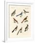 Cuckoos from Various Countries-null-Framed Giclee Print