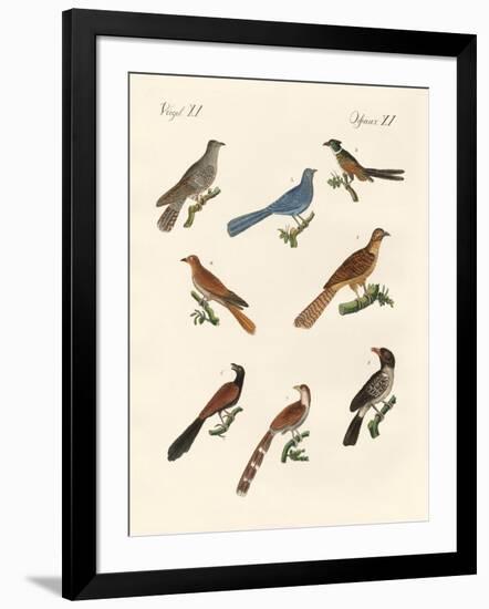 Cuckoos from Various Countries-null-Framed Giclee Print