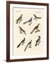 Cuckoos from Various Countries-null-Framed Giclee Print