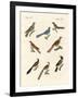 Cuckoos from Various Countries-null-Framed Giclee Print