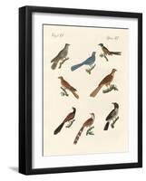 Cuckoos from Various Countries-null-Framed Giclee Print