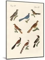 Cuckoos from Various Countries-null-Mounted Giclee Print