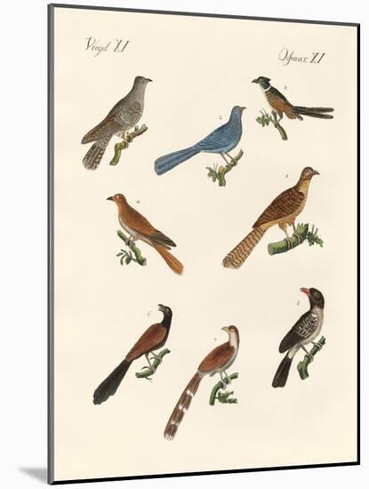 Cuckoos from Various Countries-null-Mounted Giclee Print