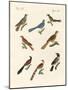 Cuckoos from Various Countries-null-Mounted Giclee Print