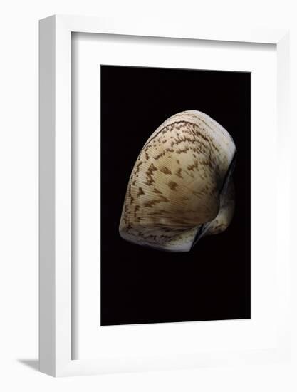 Cucullea Labiata-Paul Starosta-Framed Photographic Print