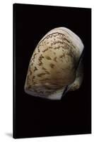 Cucullea Labiata-Paul Starosta-Stretched Canvas