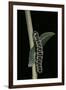 Cucullia Lactucae (Lettuce Shark) - Caterpillar-Paul Starosta-Framed Premium Photographic Print