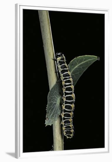 Cucullia Lactucae (Lettuce Shark) - Caterpillar-Paul Starosta-Framed Premium Photographic Print