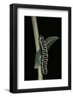 Cucullia Lactucae (Lettuce Shark) - Caterpillar-Paul Starosta-Framed Photographic Print