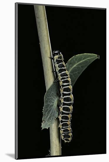 Cucullia Lactucae (Lettuce Shark) - Caterpillar-Paul Starosta-Mounted Photographic Print